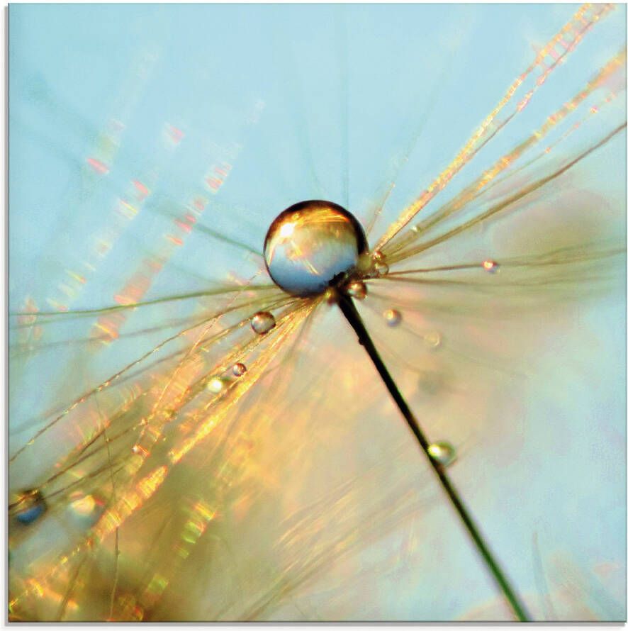Artland Print op glas Paardebloem dauwdruppels II