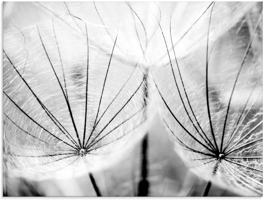 Artland Print op glas Pluizenbol in zwart-wit