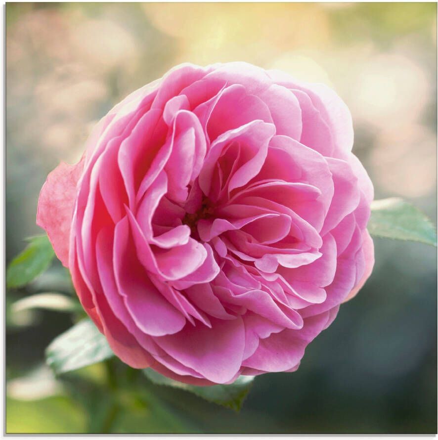Artland Print op glas Roze roos in tegenlicht - Foto 4