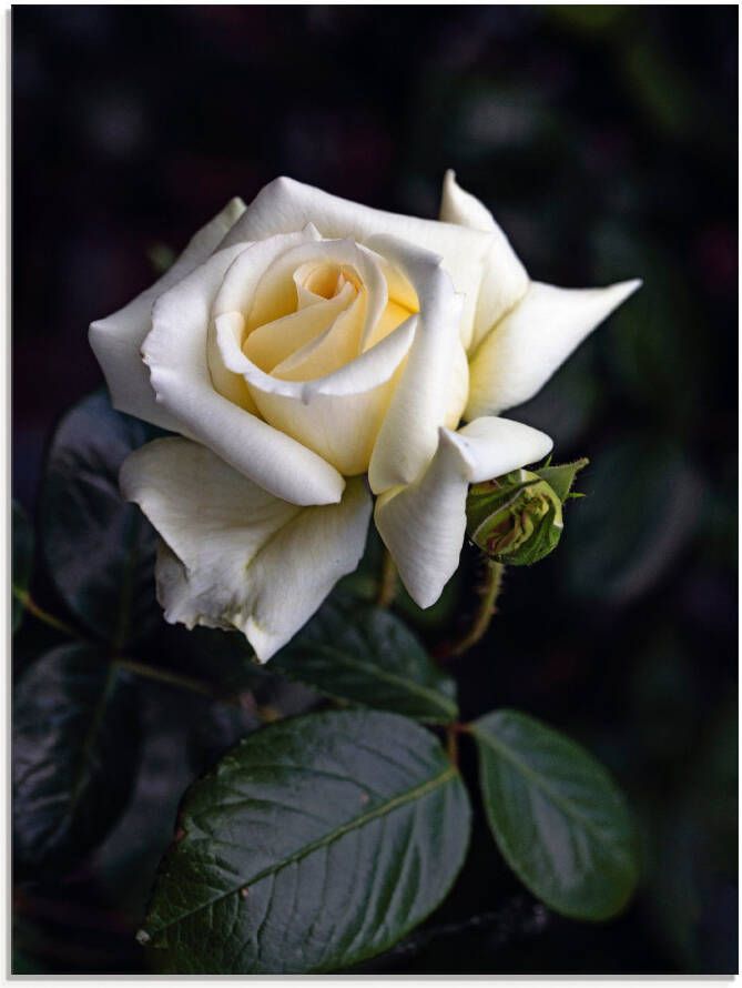 Artland Print op glas Wit-gele roos in verschillende maten - Foto 4