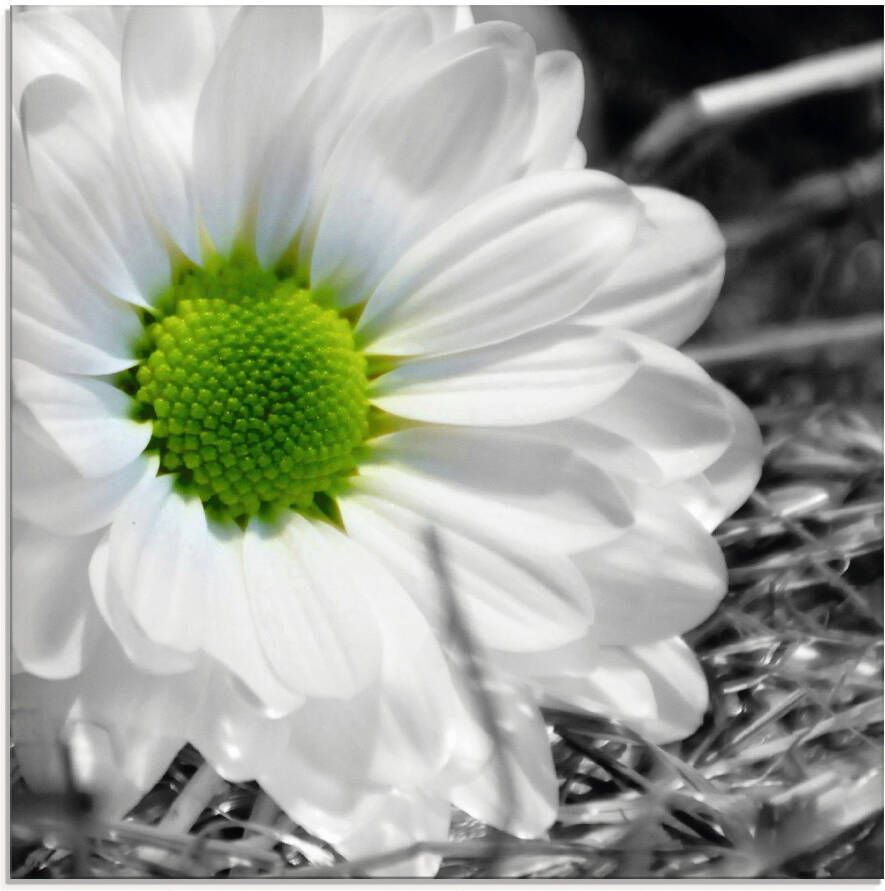 Artland Print op glas Witte bloem in verschillende maten - Foto 4