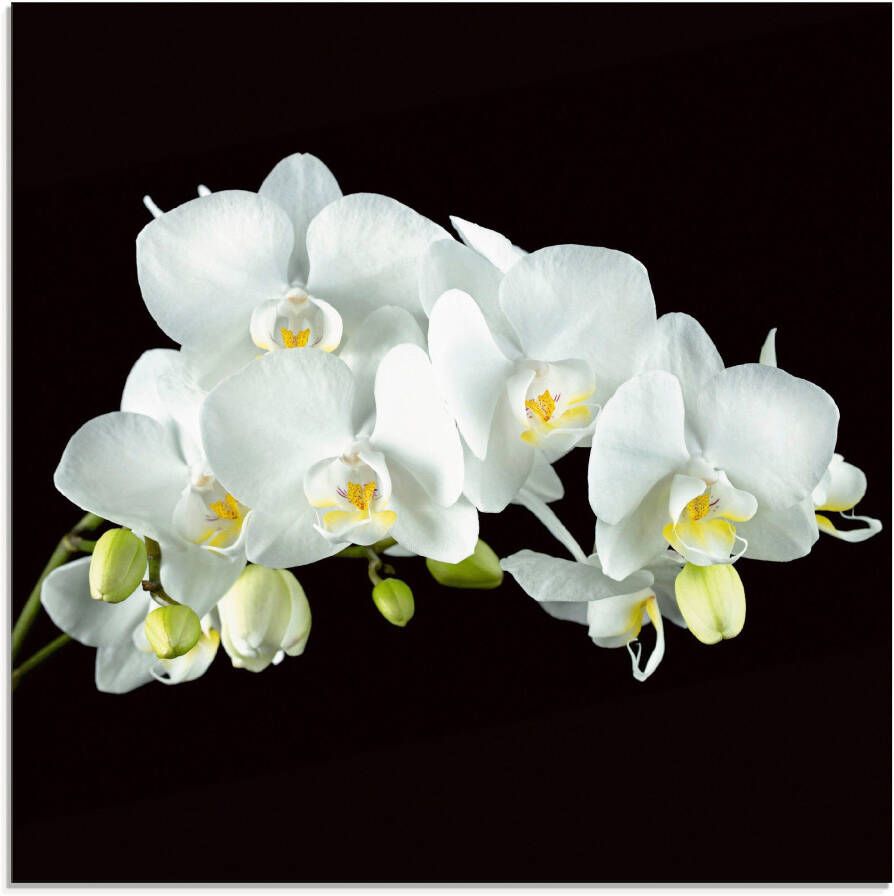 Artland Print op glas Witte orchidee op een zwarte achtergrond - Foto 3