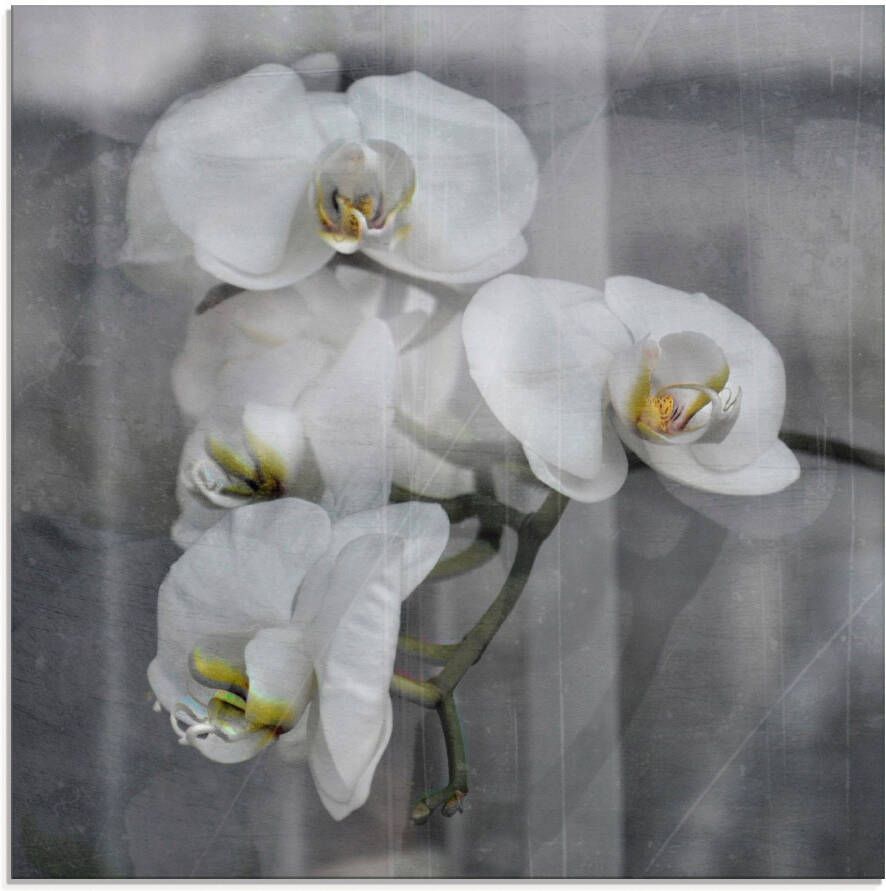 Artland Print op glas Witte orchideeën white orchidee