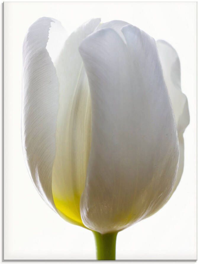 Artland Print op glas Witte tulp in verschillende maten - Foto 4