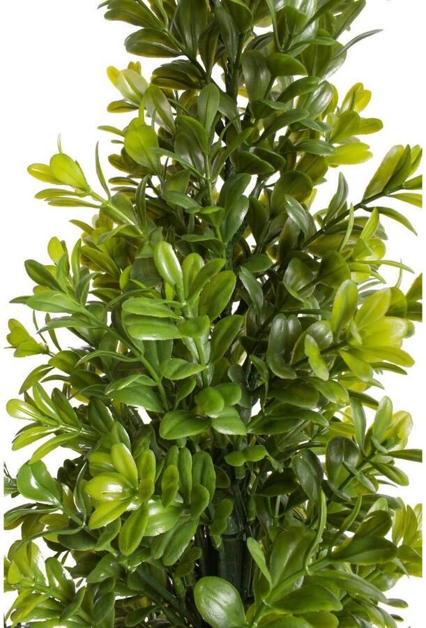 Botanic-Haus Kunst-potplanten Buxus in pot (1 stuk)