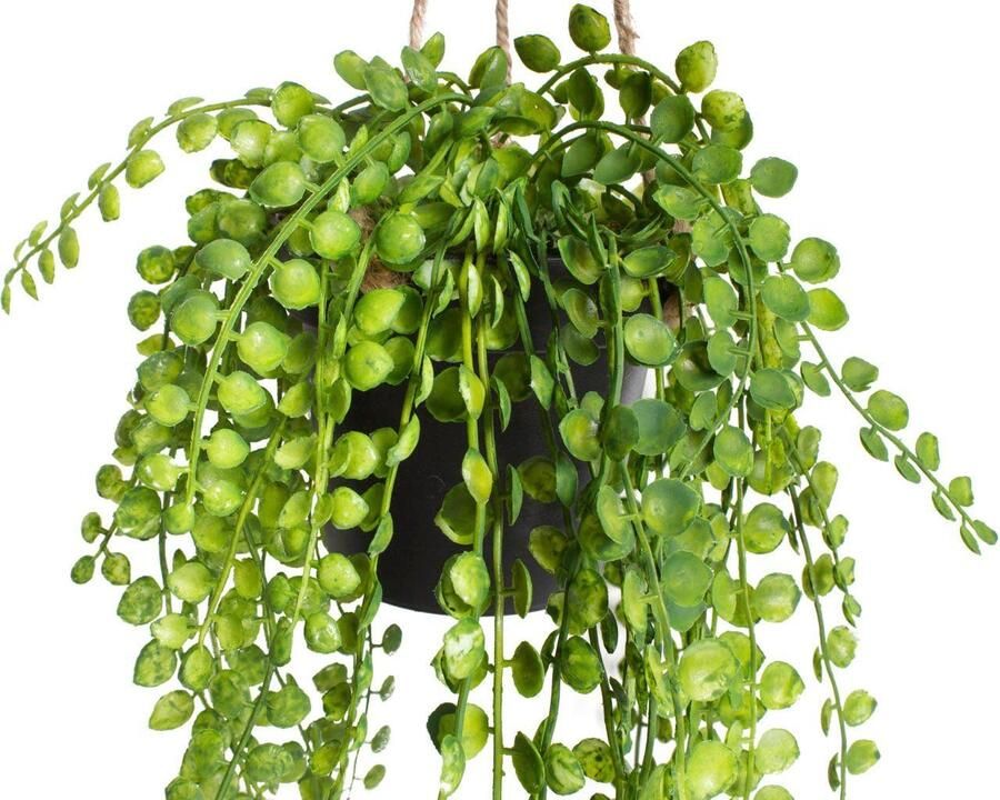 Botanic-Haus Kunst-potplanten Ficus-Pumila-plantenhanger (1 stuk) - Foto 3