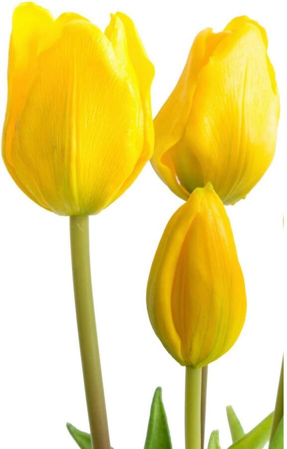 Nova Nature Classic tulip bundle Sally x7 yellow 47cm - Foto 2