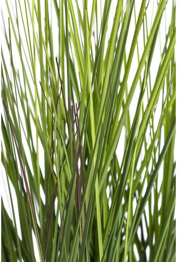 Botanic-Haus Kunstgras Gras Festuca (1 stuk) - Foto 2