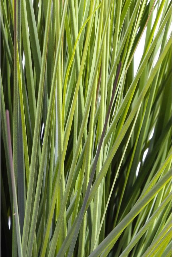 Botanic-Haus Kunstgras Grasarrangement King Festuca (1 stuk) - Foto 3