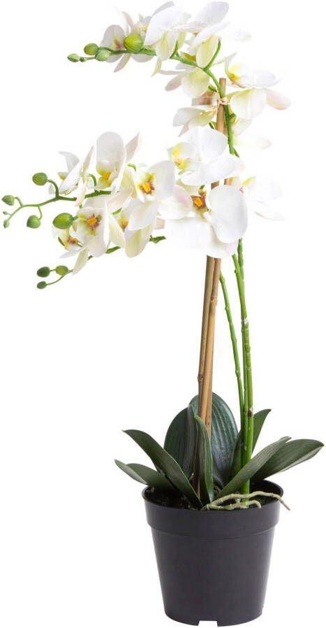 Nova Nature RT Phalaenopsis Bora x3 in pot 60cm wit - Foto 2