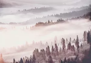 Consalnet Papierbehang Boslandschap in mist