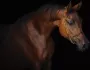 Consalnet Vliesbehang Bruine mooie paard - Thumbnail 1
