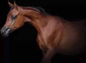 Consalnet Vliesbehang Bruine paard