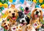 Consalnet Vliesbehang Selfies honden in verschillende maten - Thumbnail 1