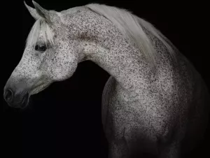 Consalnet Vliesbehang Witte paard