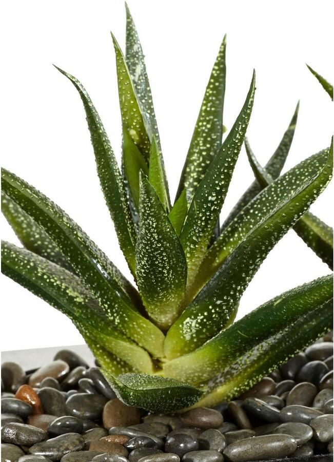 Creativ green Kunstcactus (1 stuk) - Foto 2