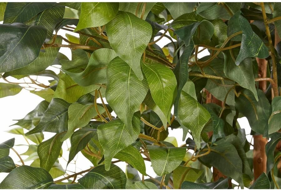 Creativ green Kunstplant Ficus Benjamini (1 stuk) - Foto 7