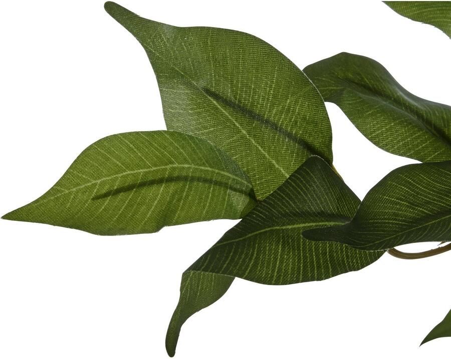 Creativ green Kunstplant Ficus Benjamini (1 stuk) - Foto 2