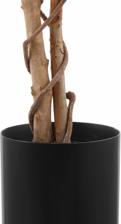 Creativ green Kunstplant Ficus Benjamini (1 stuk) - Foto 10