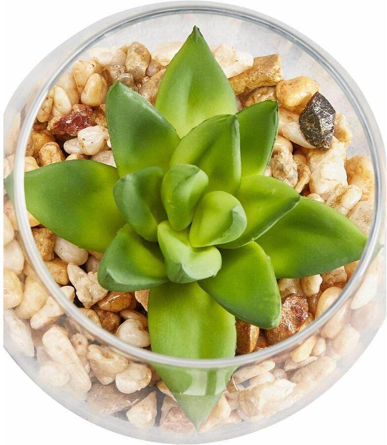 Creativ green Kunstplant Vetplanten (set 3 stuks) - Foto 4