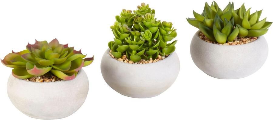 Creativ green Kunstplant Vetplanten (set 3 stuks)