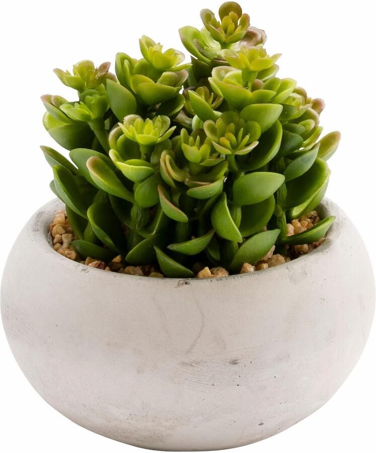 Creativ green Kunstplant Vetplanten (set 3 stuks) - Foto 4