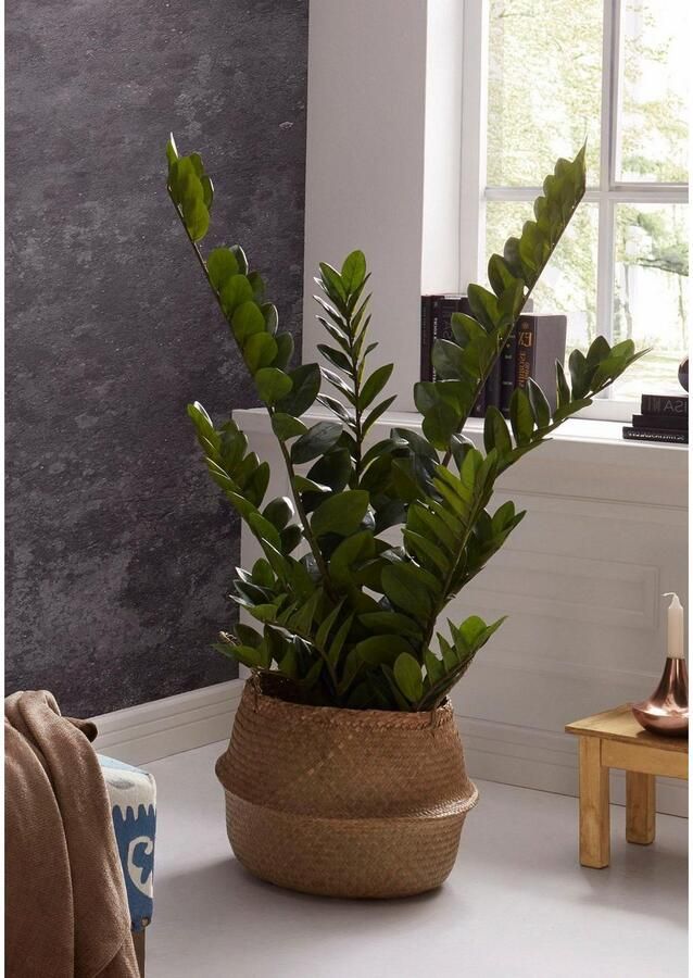 Creativ green Kunstplant Zamifolia (1 stuk) - Foto 5