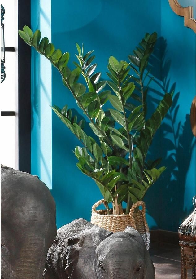Creativ green Kunstplant Zamifolia (1 stuk) - Foto 6