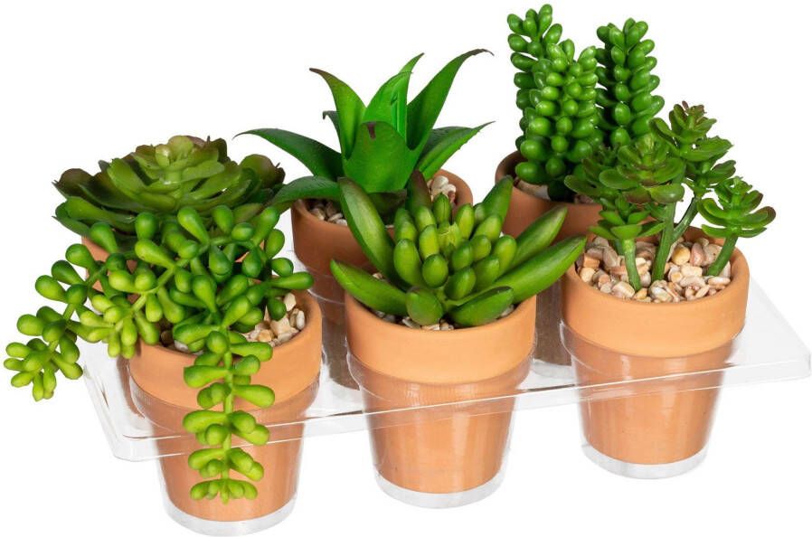 Creativ green Kunst-potplanten Mini-vetplanten in een aarden pot set van 6 (6 stuks)