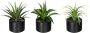 Creativ green Kunst-potplanten Set van aloë agave en tillandsia (3 stuks) - Thumbnail 1