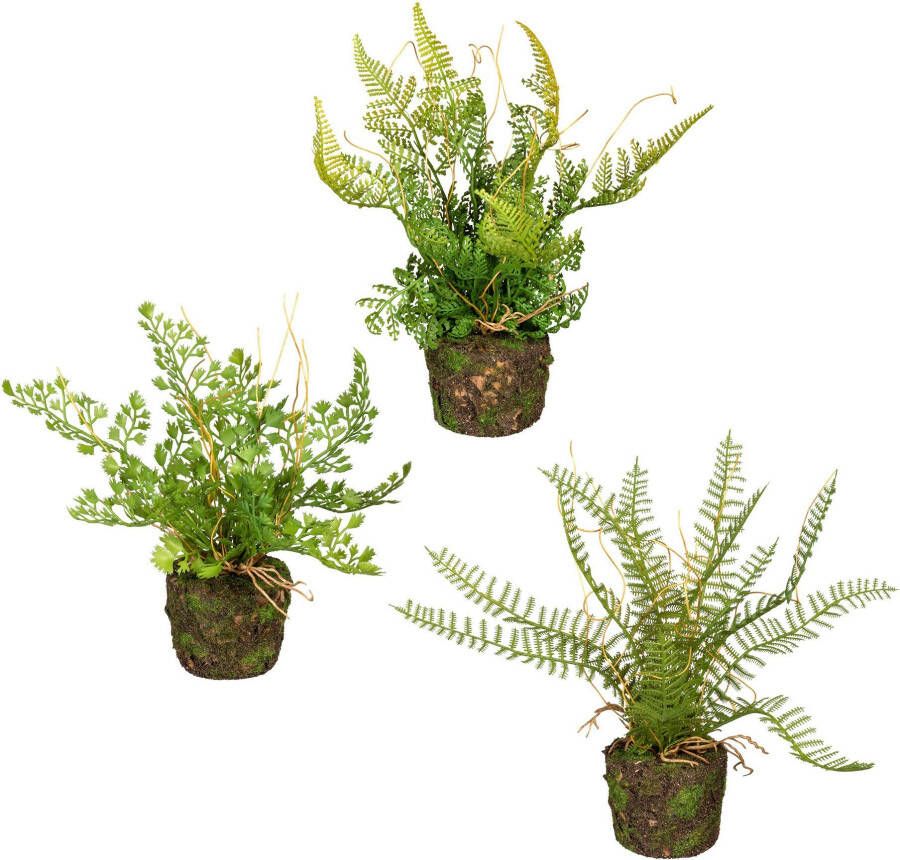 Creativ green Kunst-potplanten Set varenplanten op kluit (3 stuks)
