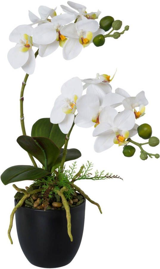 Creativ green Kunstorchidee Vlinderorchidee in een plastic pot (1 stuk) - Foto 1