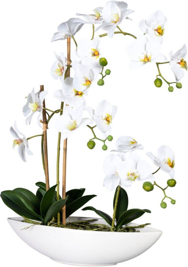 Creativ green Kunstorchidee Vlinderorchidee in het keramische schip (1 stuk) - Foto 1