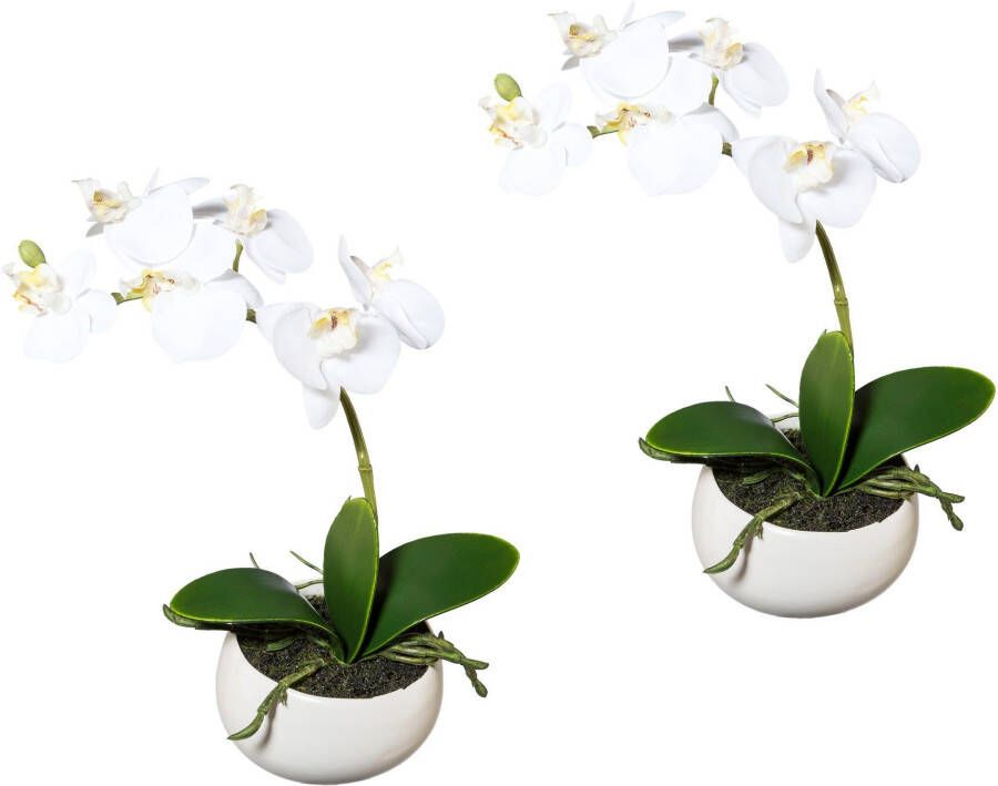 Creativ green Kunstorchidee Vlinderorchidee set van 2 in keramieken schaal (2 stuks) - Foto 1