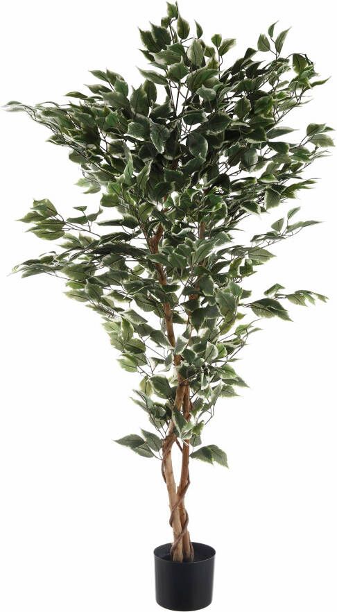 Creativ green Kunstplant Ficus Benjamini (1 stuk) - Foto 10