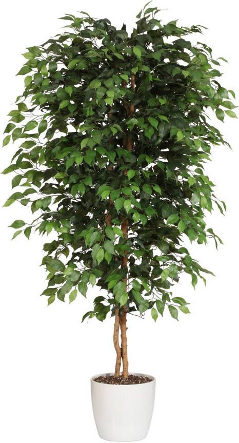 Creativ green Kunstplant Ficus Benjamini (1 stuk)