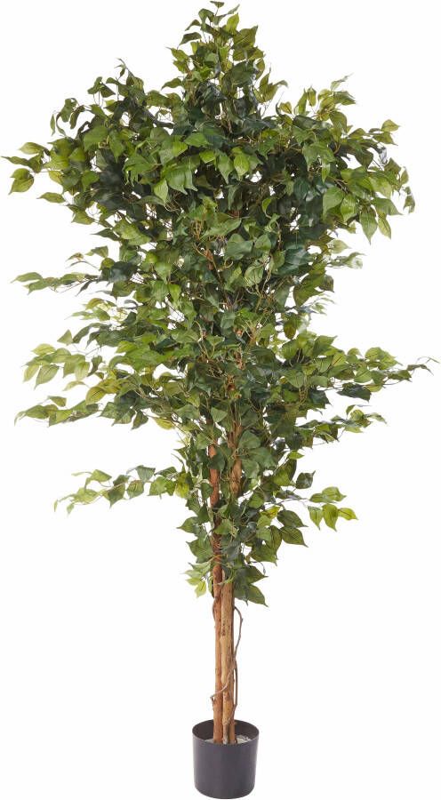 Creativ green Kunstplant Ficus Benjamini (1 stuk) - Foto 13