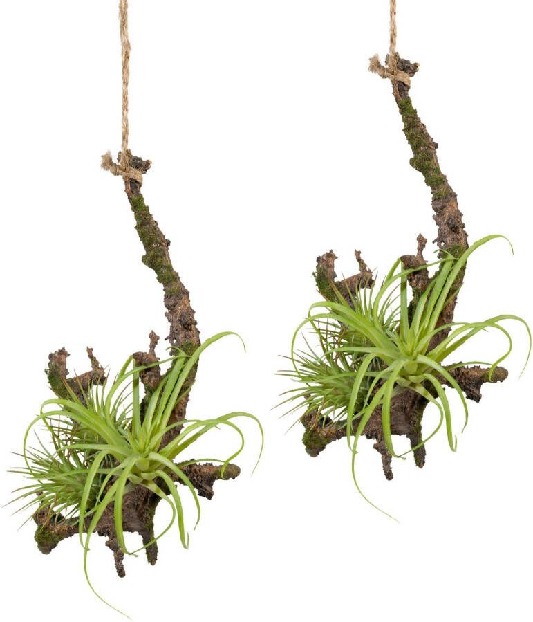 Creativ green Kunstplant Hangende tak met Tillandsie (2 stuks) - Foto 1