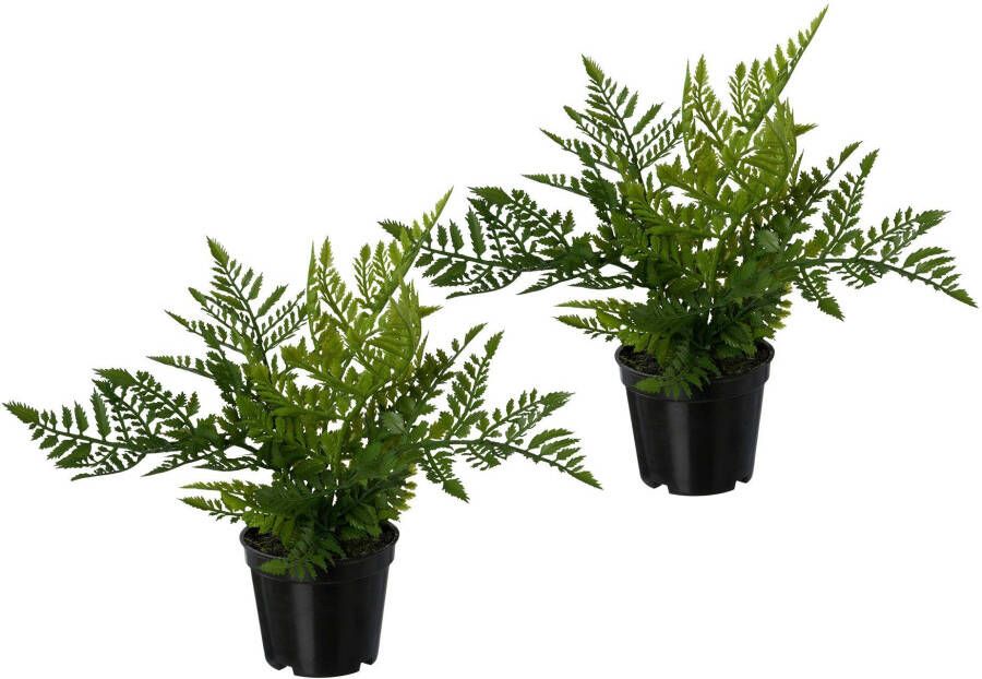 Creativ green Kunstplant Varen set van 3 in een plastic pot (3 stuks) - Foto 2