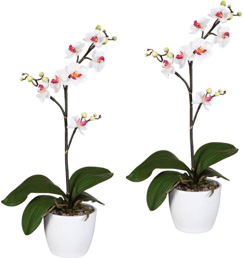 Creativ green Kunstplant Vlinderorchidee in een keramische pot (set 2 stuks)