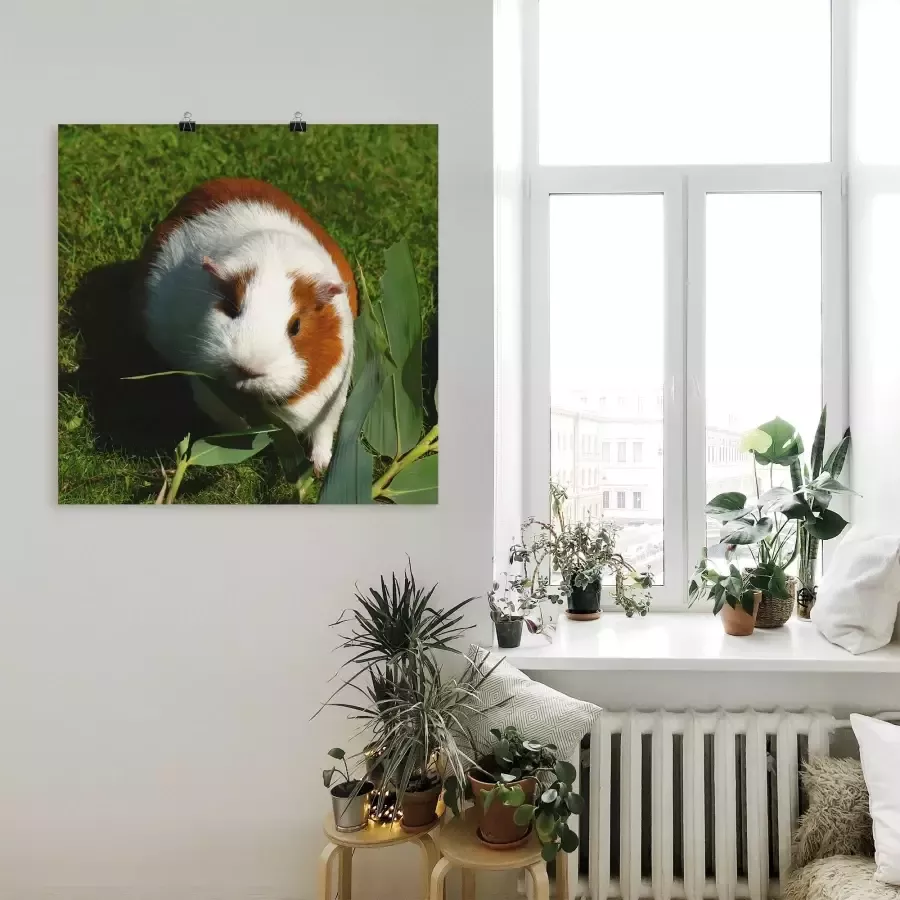 Artland Artprint Oranje witte cavia als artprint van aluminium artprint voor buiten artprint op linnen in verschillende maten