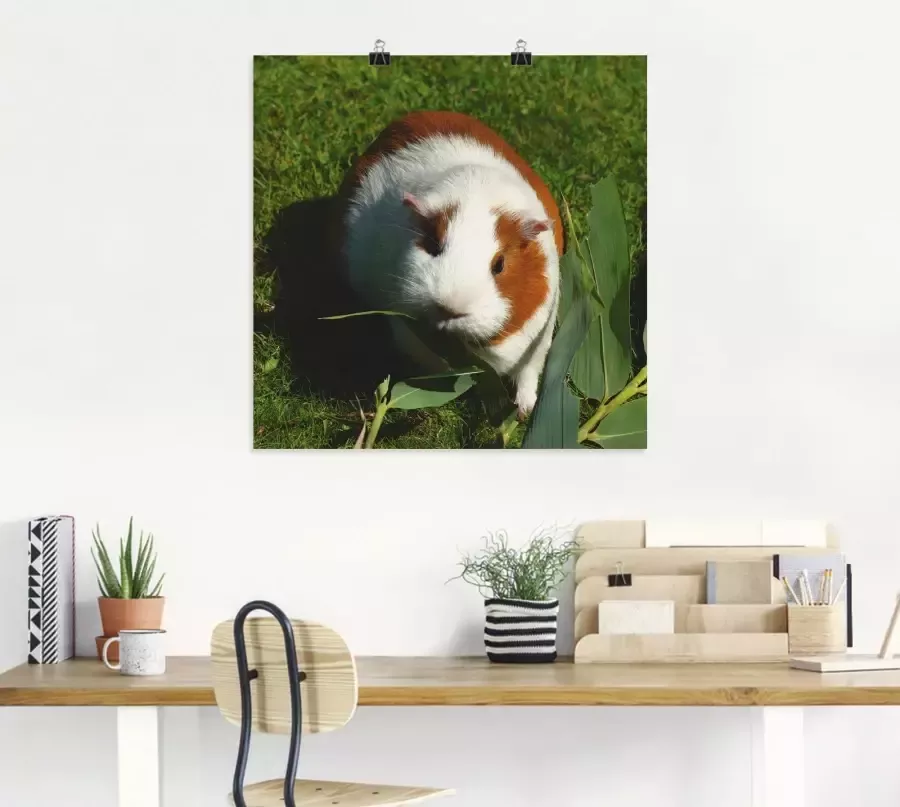 Artland Artprint Oranje witte cavia als artprint van aluminium artprint voor buiten artprint op linnen in verschillende maten - Foto 2