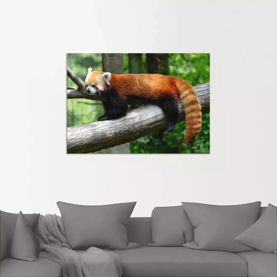 Artland Artprint Rode panda als poster muursticker in verschillende maten - Foto 1
