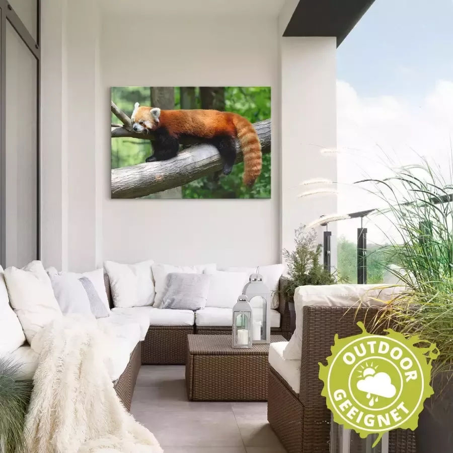 Artland Artprint Rode panda als poster muursticker in verschillende maten - Foto 2