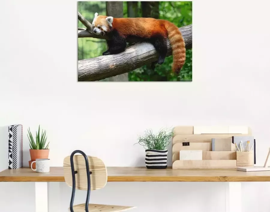 Artland Artprint Rode panda als poster muursticker in verschillende maten - Foto 3