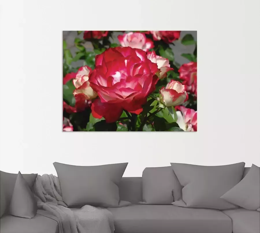 Artland Artprint Rood witte roos als poster muursticker in verschillende maten - Foto 2