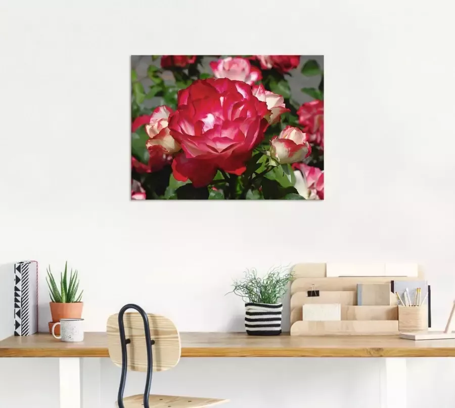 Artland Artprint Rood witte roos als poster muursticker in verschillende maten - Foto 3