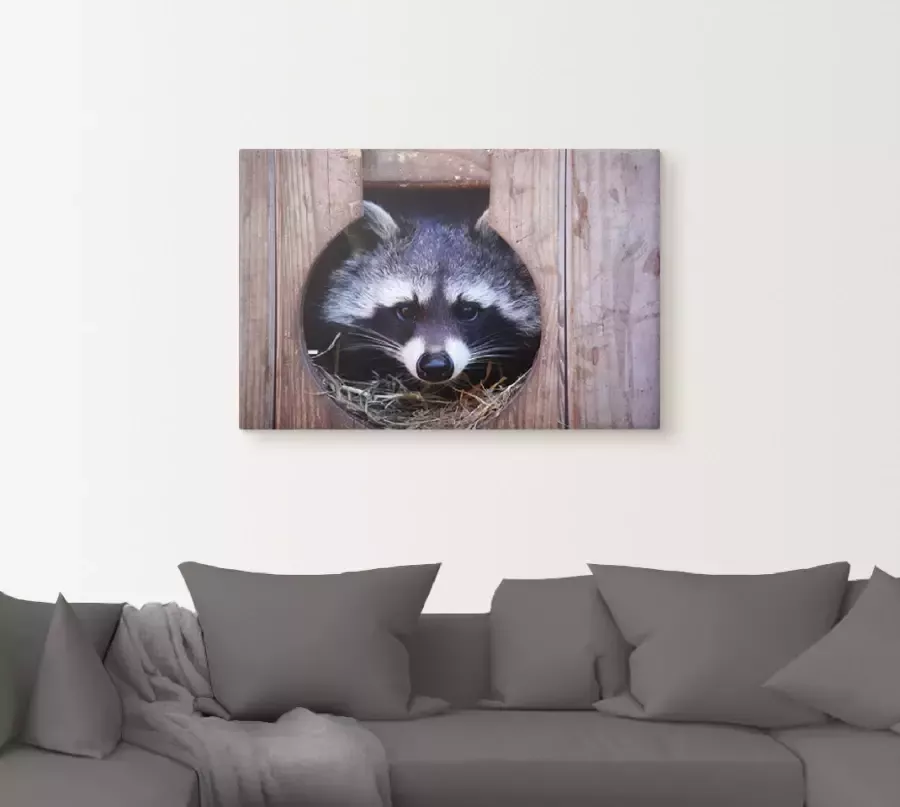 Artland Artprint Schattige kleine wasbeer als artprint op linnen muursticker in verschillende maten - Foto 2