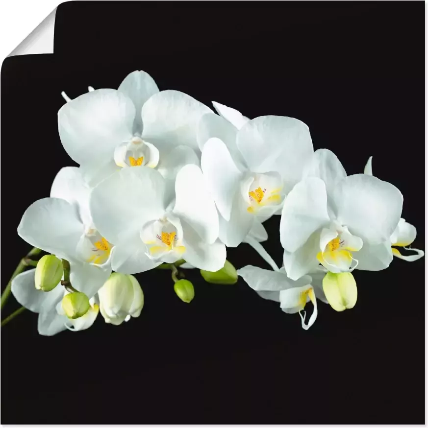 Artland Artprint Witte orchidee op een zwarte achtergrond als artprint op linnen poster muursticker in verschillende maten - Foto 2
