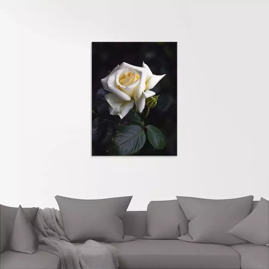 Artland Print op glas Wit-gele roos in verschillende maten
